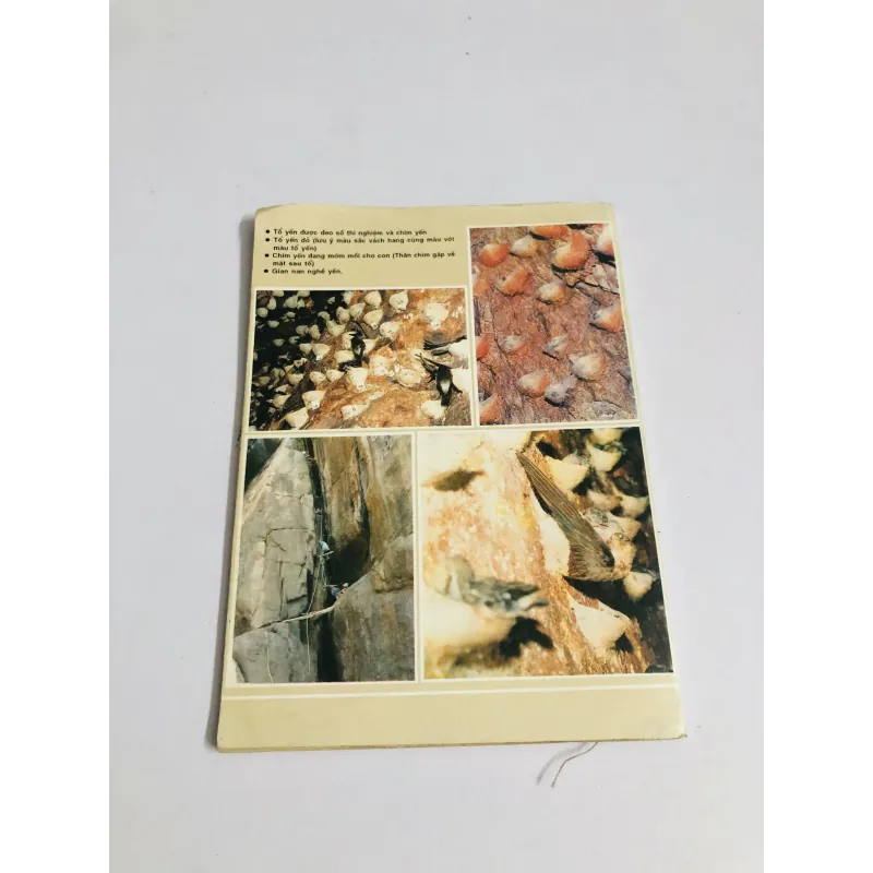 YẾN SÀO VÀ ĐỜI SỐNG CHIM YẾN HÀNG 749083