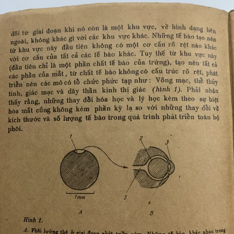 Phôi sinh học hiện đại, CHARLES W. BODEMER 709172