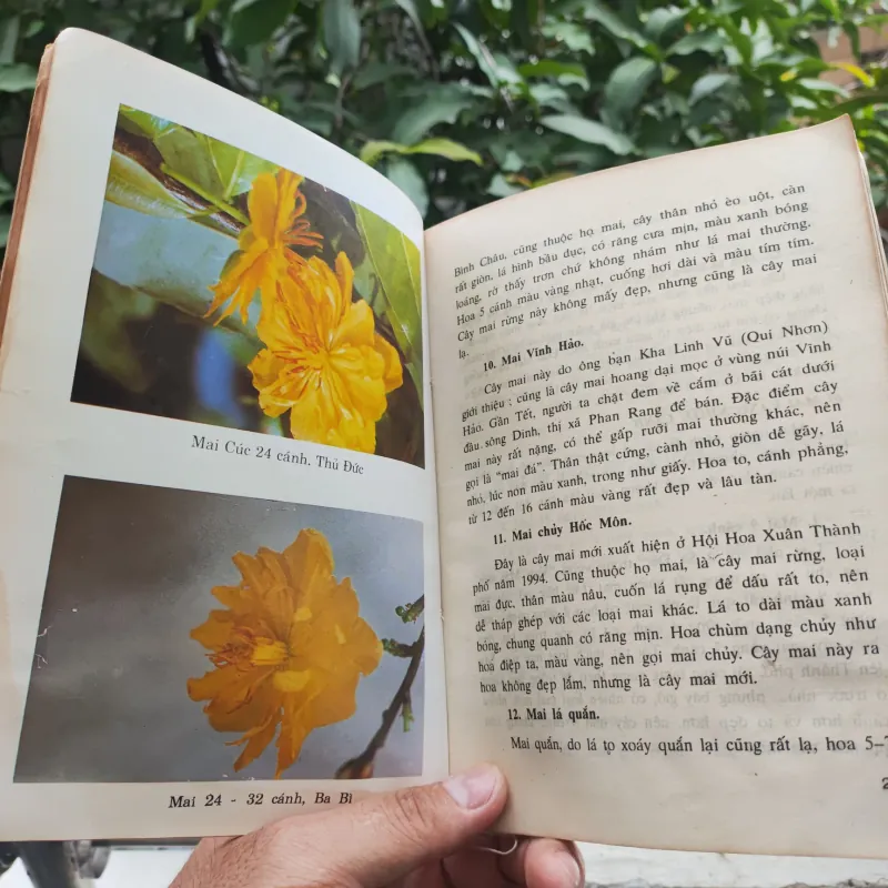 Kỹ Thuật Trồng Và Ghép Mai - Huỳnh Văn Thới 928913