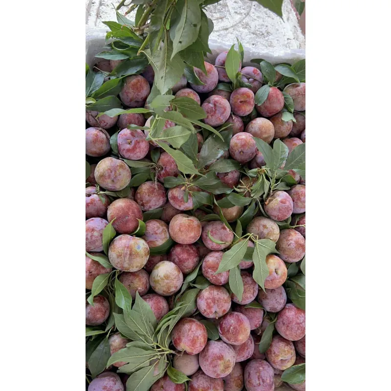 Mận hậu Sơn la  1009592