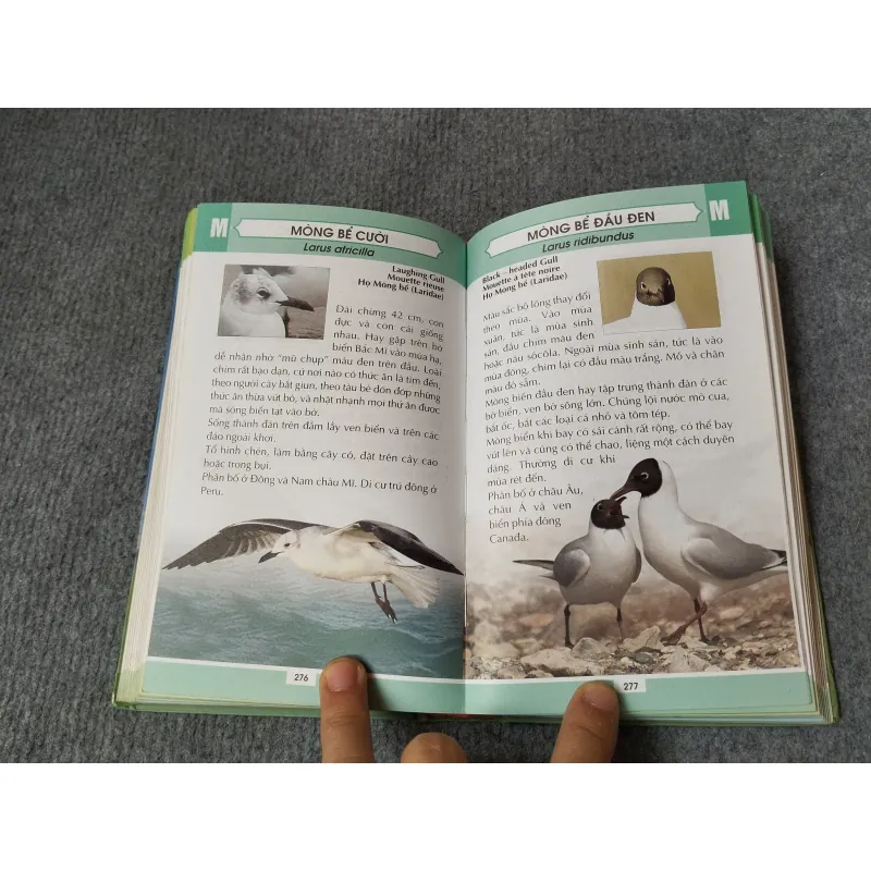 TỪ ĐIỂN TRANH VỀ CÁC LOÀI CHIM 719833