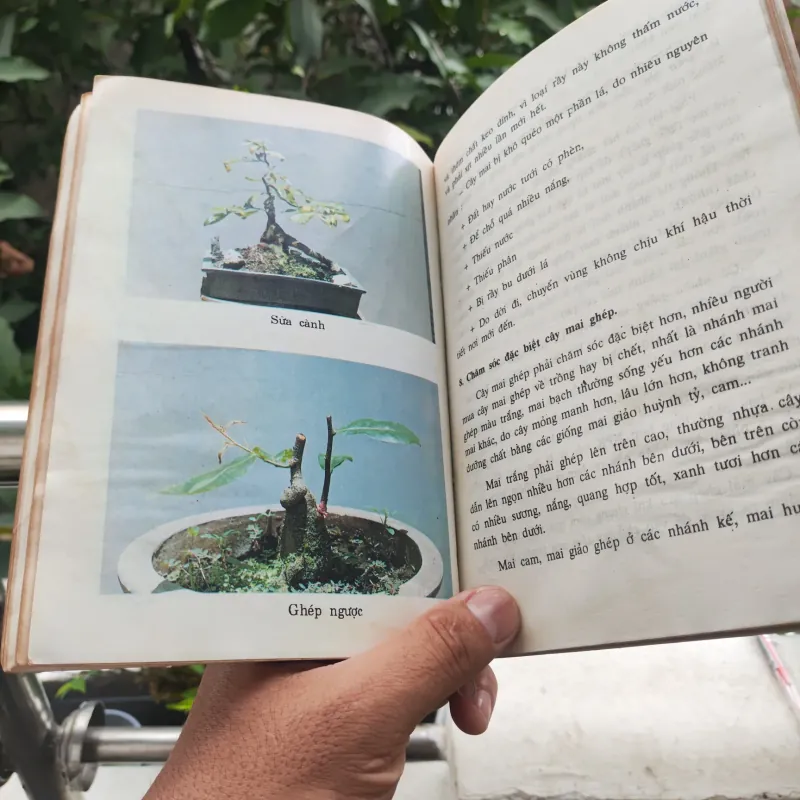 Kỹ Thuật Trồng Và Ghép Mai - Huỳnh Văn Thới 928913