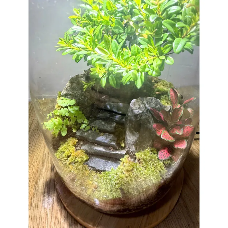 Bể terrarium nhà Xanh Zone 1063219