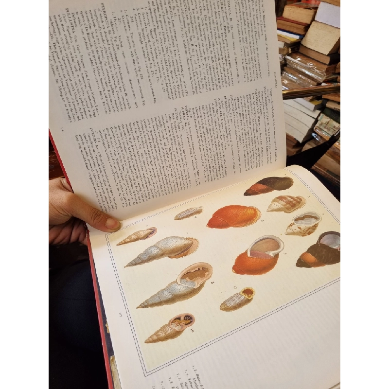 Shells of the World - G.B. Sowerby 450425