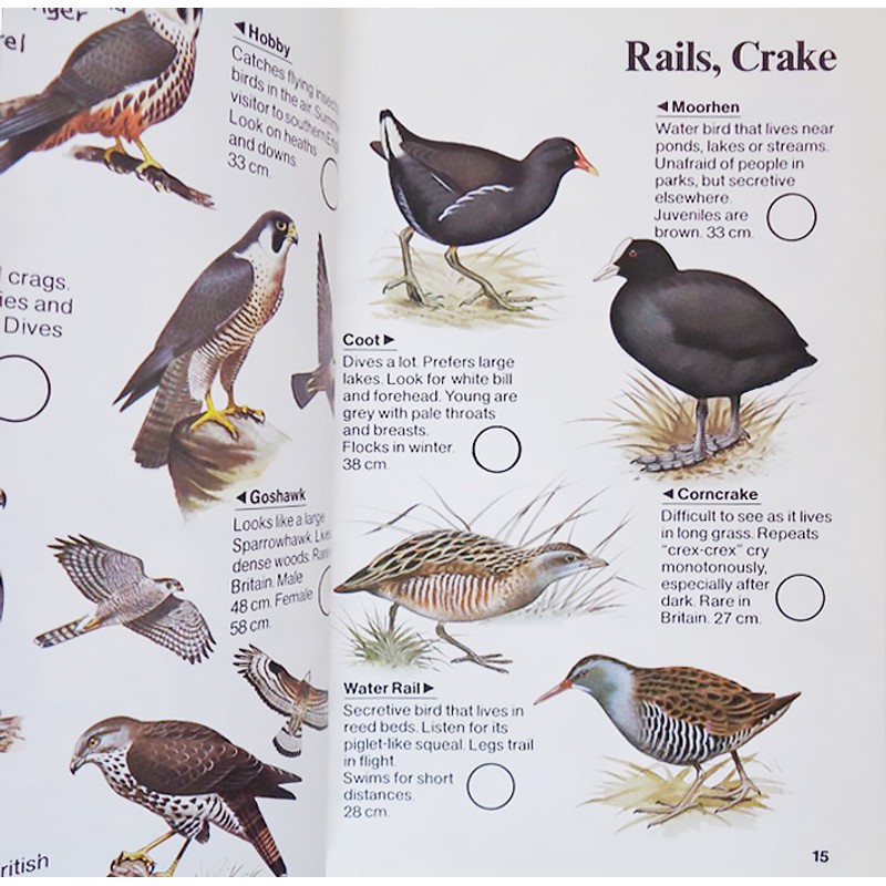 Usborne Spotter's Guides: Birds 71623