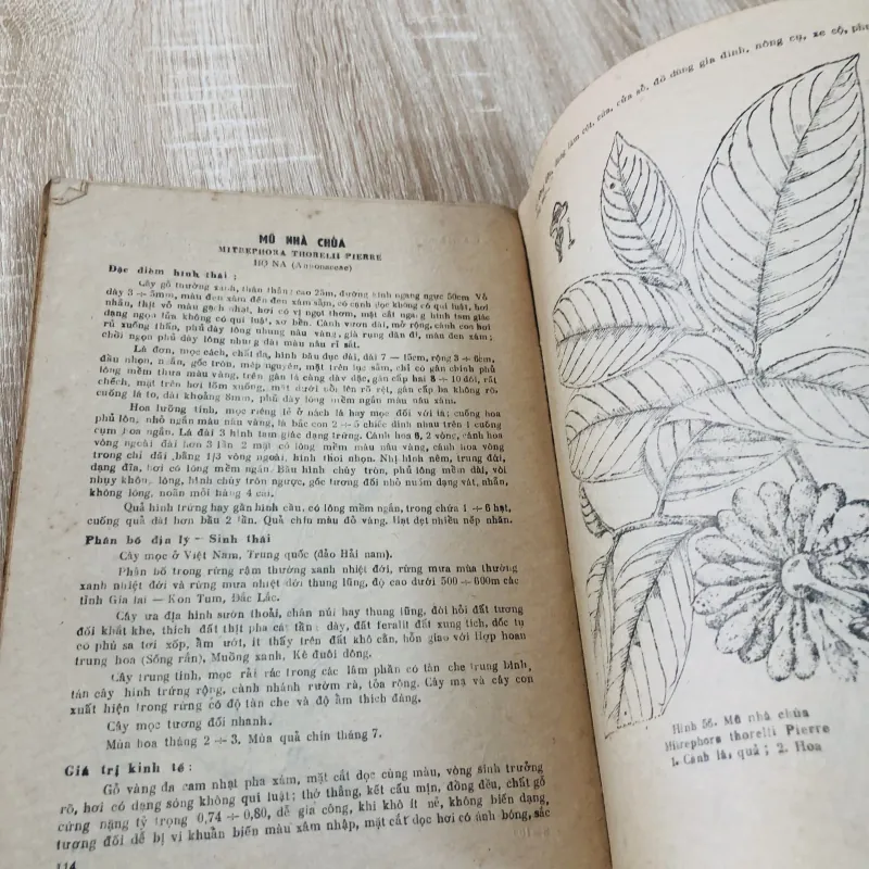 CÂY GỖ RỪNG VIỆT NAM ( tập 2,4,5,6) 956969