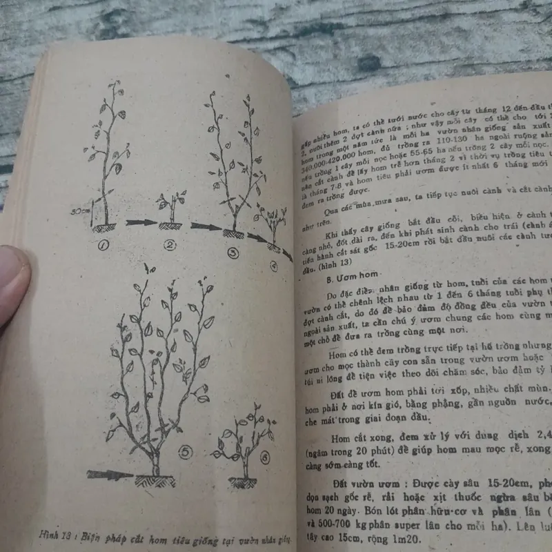 Kỹ thuật trồng tiêu. Chủ biên Phan Hữu Trinh. NXB Nông nghiệp 1988 695444