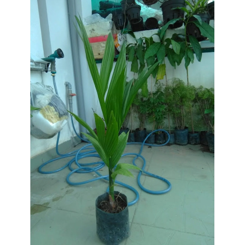 Cây cau ăn trái, cây giống, như hình ảnh 78132