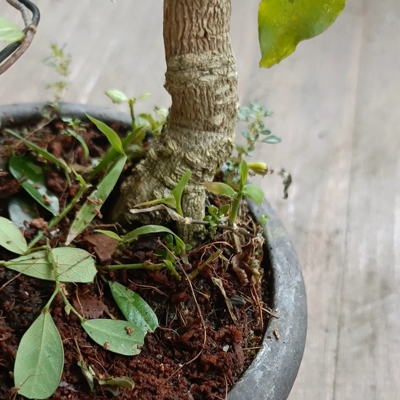 Hồng ngọc mai siêu mini [Bonsai siêu mini] [Bonsai để bàn] 462211