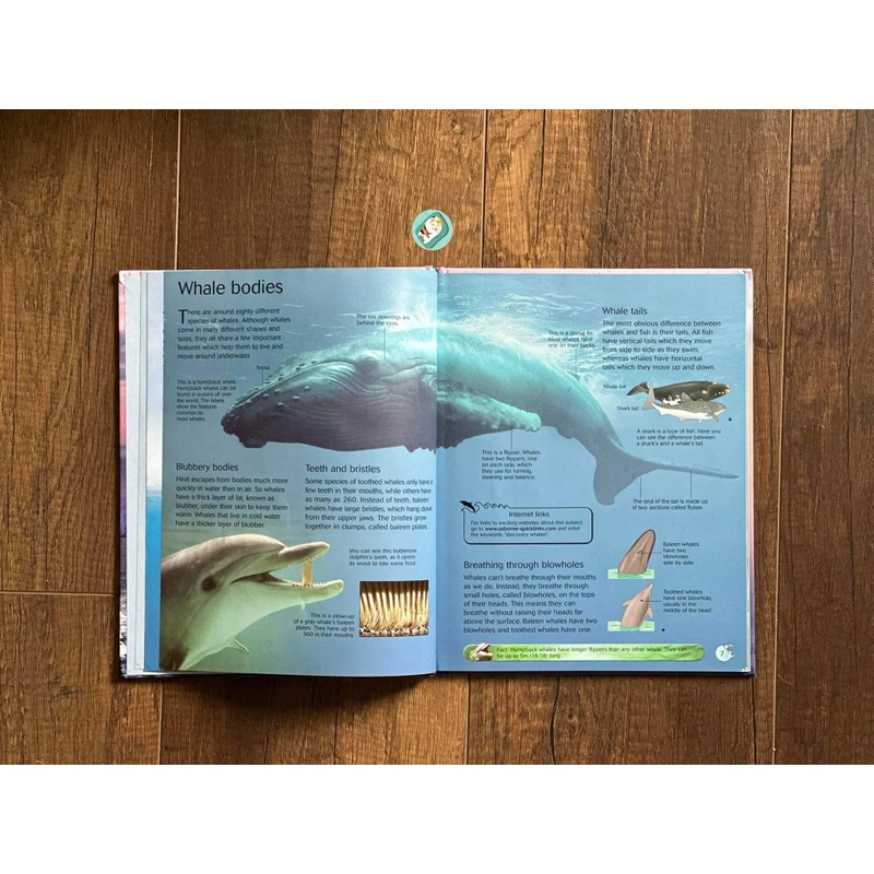 [Bìa cứng] Usborne Discovery: WHALES AND DOLPHINS 224295