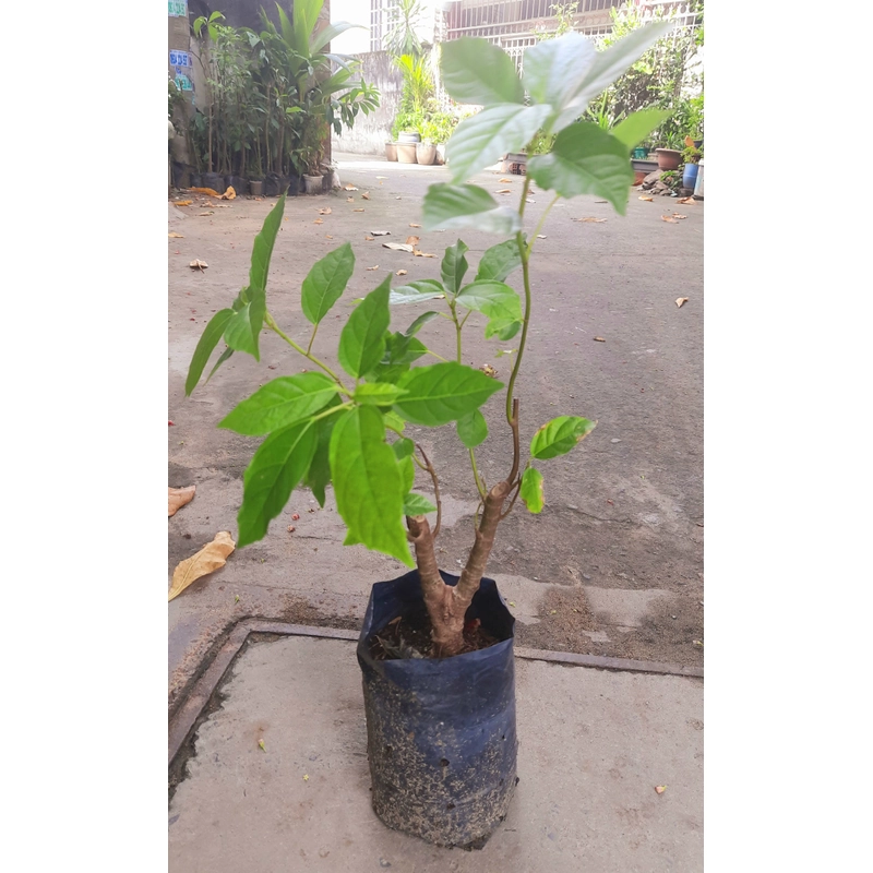 Cây sung ta, cây trong hình 504692