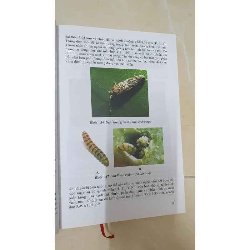 CÔN TRÙNG NHỆN GÂY HẠI CÂY ĂN TRÁI....  799628