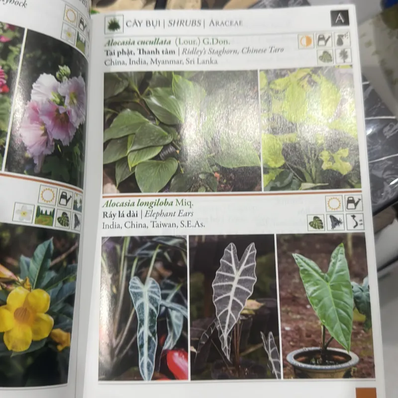 500 loài cây thường dùng trong thiết kế cảnh quan 929827