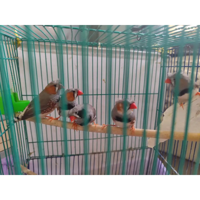 Chim manh manh Nhật trống bông cúc tóc xù - tuổi sinh sản - khoẻ mạnh 994747