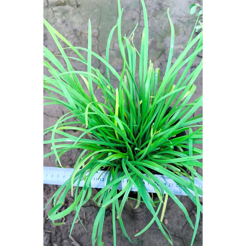Chậu cây hẹ 478558