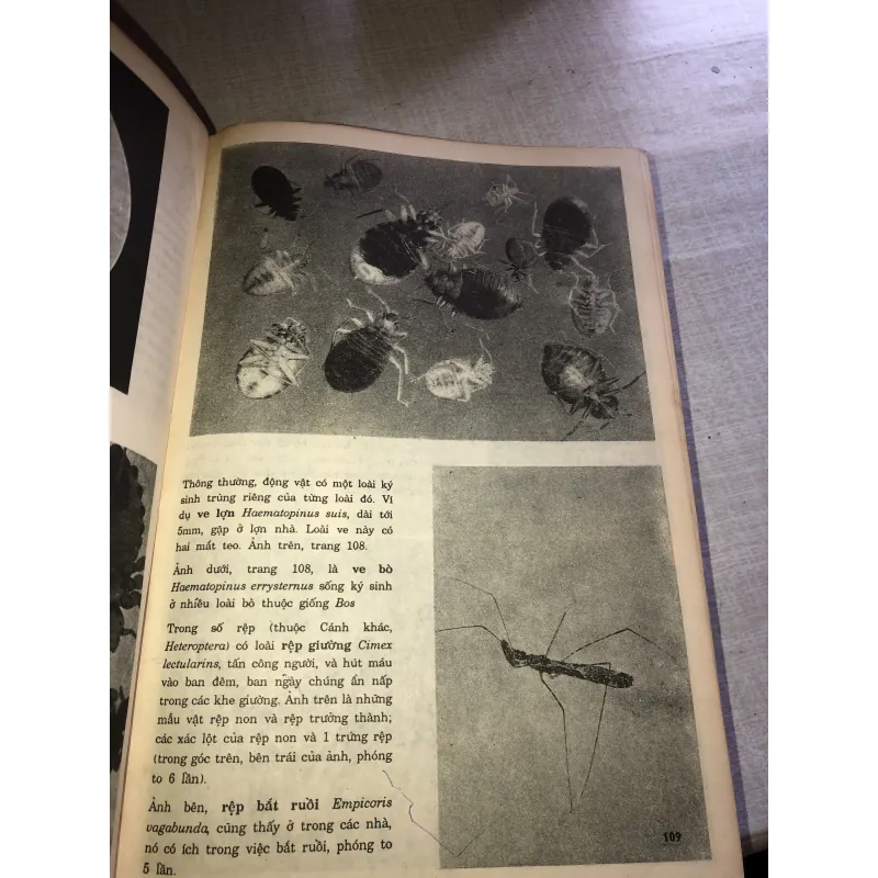 Bách khoa minh hoạ bằng hình ảnh - Thế giới động vật  779595