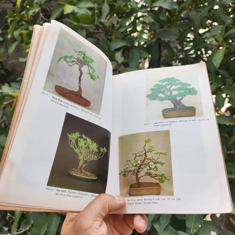 Bonsai Cây Kiểng Cổ - Trần Hợp 925345