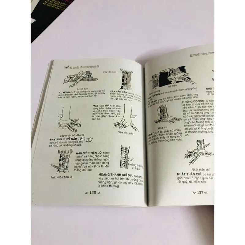 BÍ TRUYỀN CHỌN VÀ NUÔI GÀ ĐÁ  726853