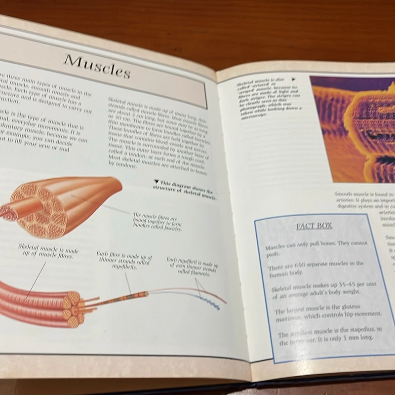 PICTURE BOOK The skeleton and muscular system 536341