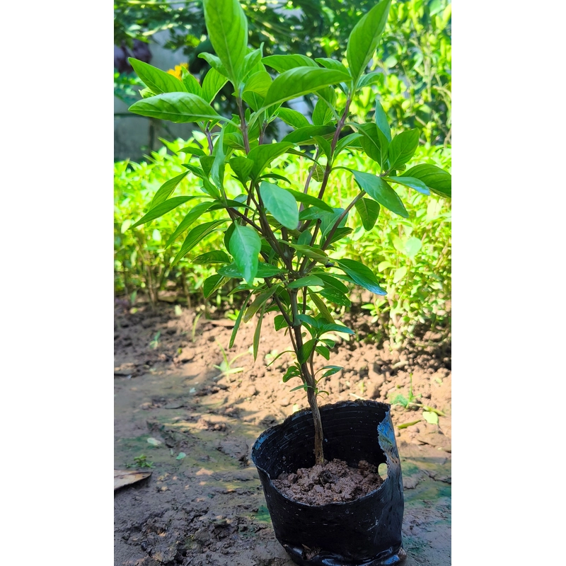 Chậu cây húng quế 478550