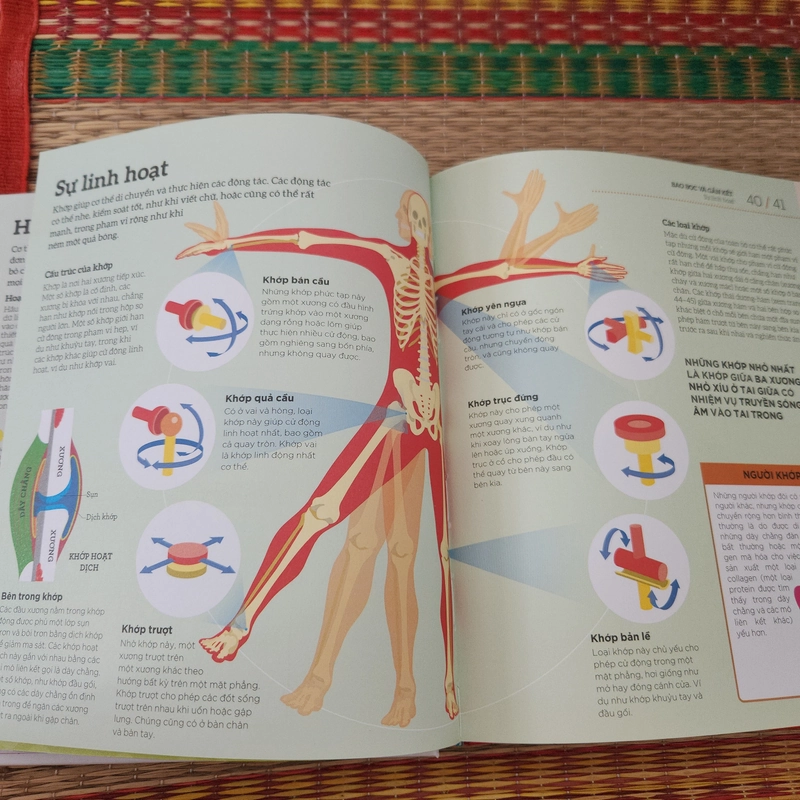 How the body works - Hiểu hết về cơ thể  379361