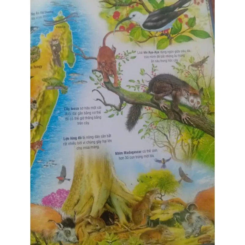 Atlas Môi Trường Sống Của Các Loài Động Vật 1009866