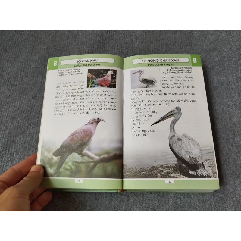 TỪ ĐIỂN TRANH VỀ CÁC LOÀI CHIM 719833