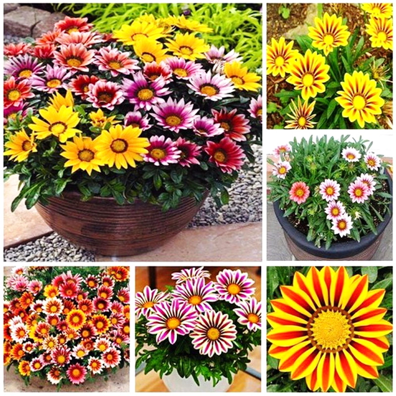 Hạt giống hoa cúc Gazania – Bịch 10 hạt – Mã số 1534 213143