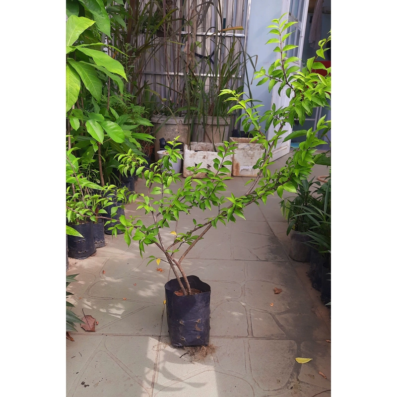 Cây mai chiếu thủy lá nhỏ, như hình chụp 78127
