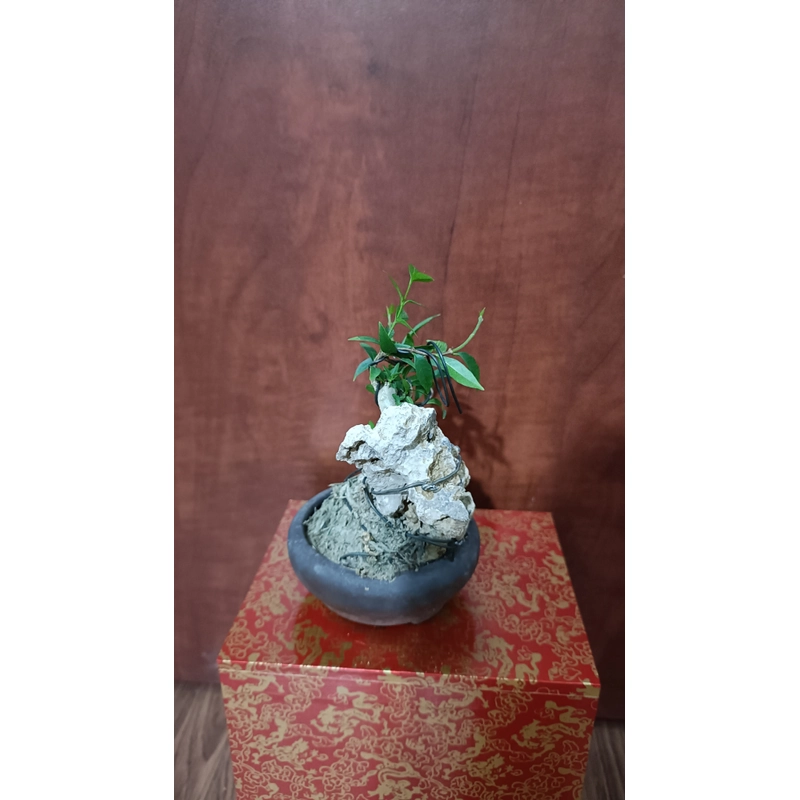 [Ảnh thật] Mai chiếu thủy siêu mini ôm đá để bàn [Bonsai mini] [Bonsai siêu mini] [Bonsai] 456176