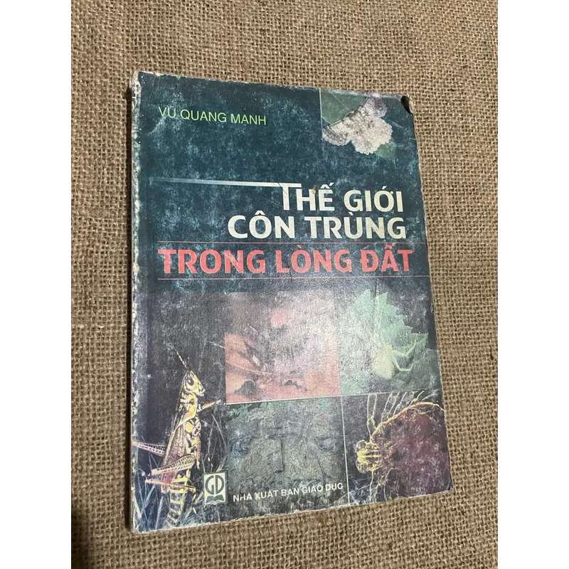 Thế giới  côn trùng trong lòng đất 593002