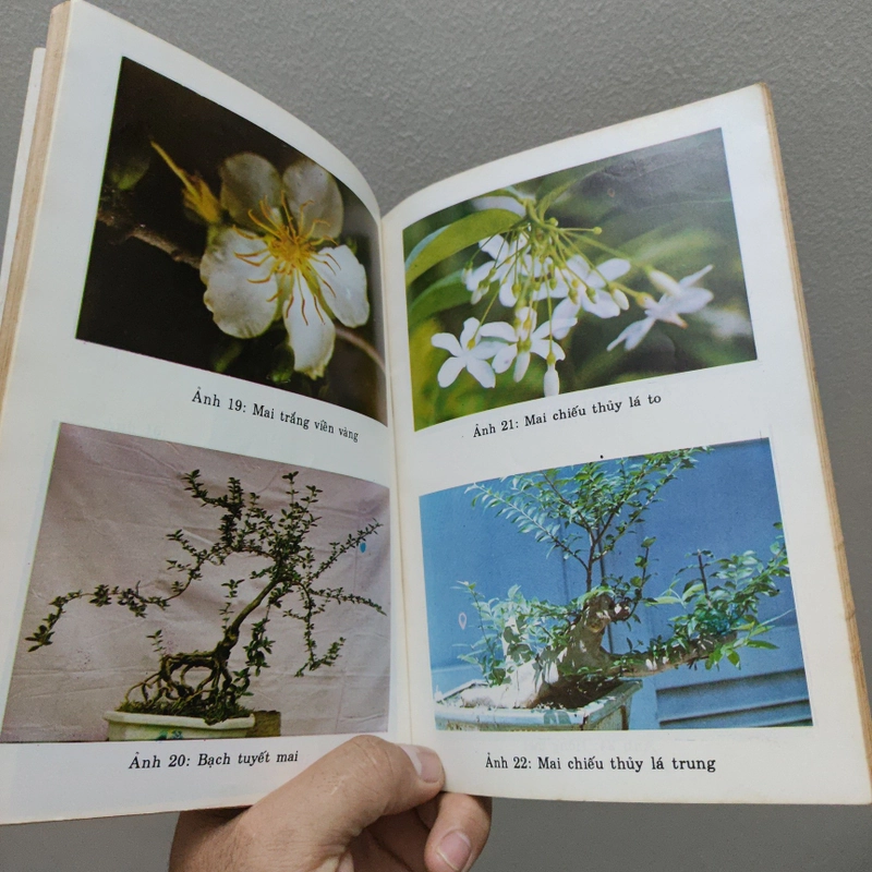Kỹ Thuật Trồng Và Ghép Mai 477380