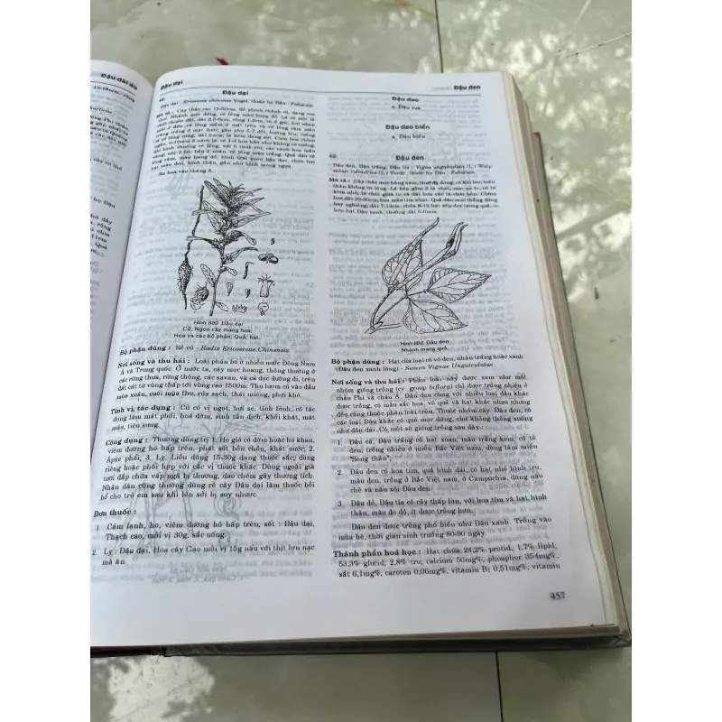 TỪ ĐIỂN CÂY THUỐC VIỆT NAM - VÕ VĂN CHI 930937