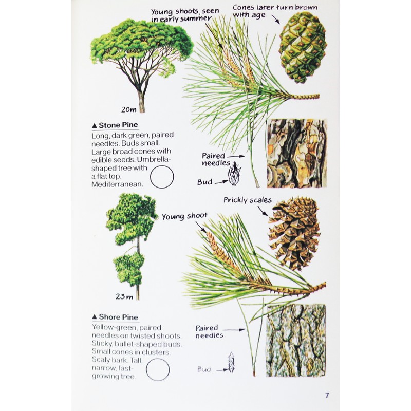 Spotter's Guide to: Trees 183986