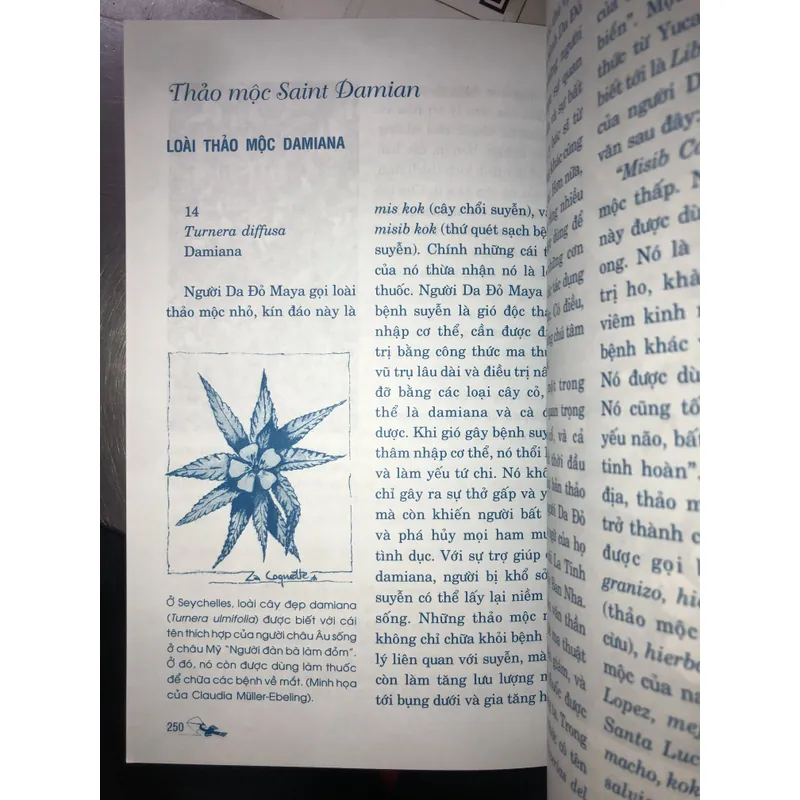 Thảo dược & tình yêu  714029