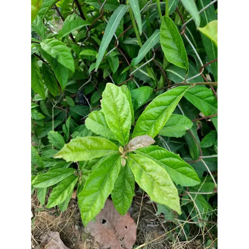 Lá xạ đen tươi 758184