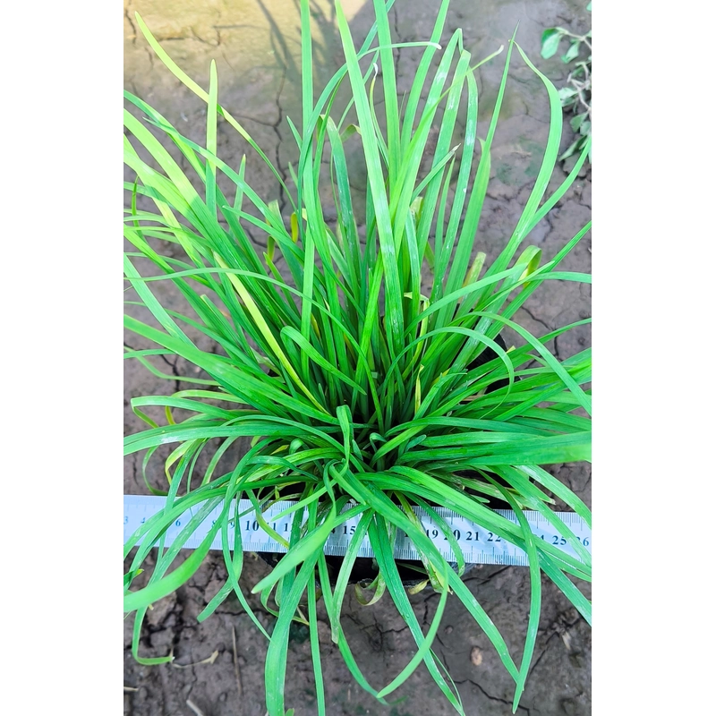 Chậu cây hẹ 478558
