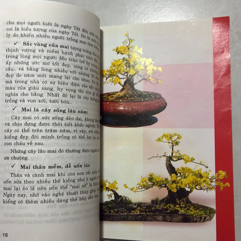 Cách chọn cây mai đẹp 799848