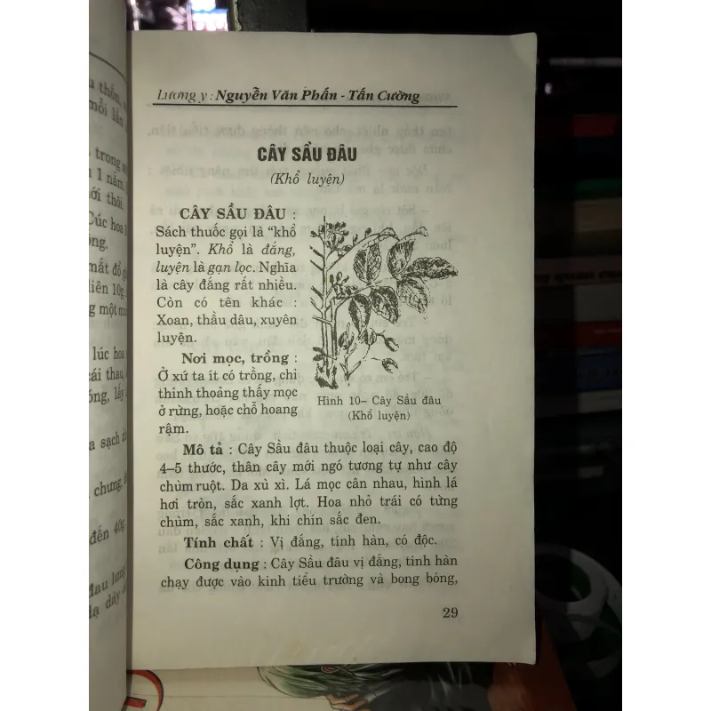Những cây thuốc nam thông dụng dễ tìm và các bài thuốc gia truyền 781061