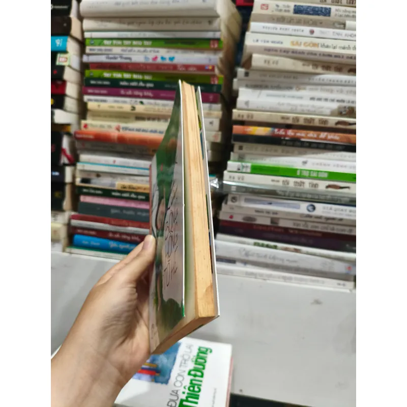 Bông Hồng Tò He 🌱 698114