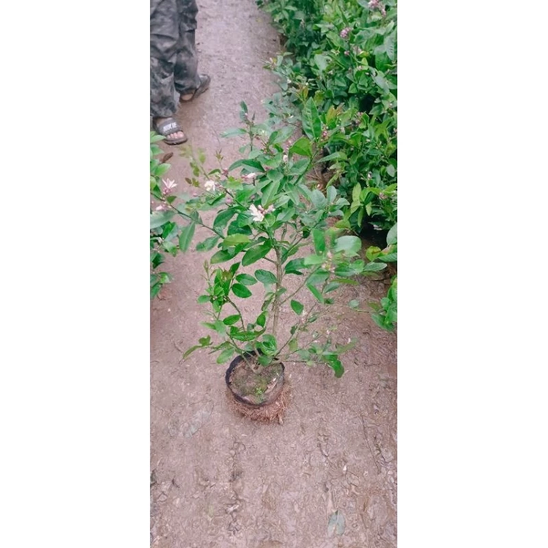 Cây chanh ta ăn lá ăn quả (đang hoa quả) cao 40-50cm 446057
