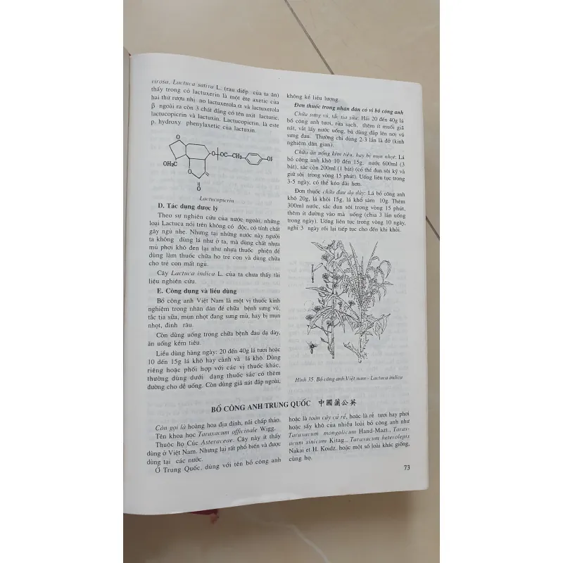 CÂY THUỐC VỊ THUỘC VIỆT NAM  931945