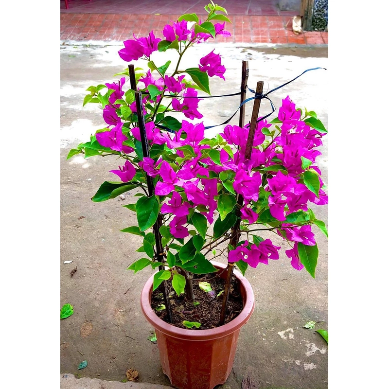 Hoa giấy hai màu trắng hồng tím 446042