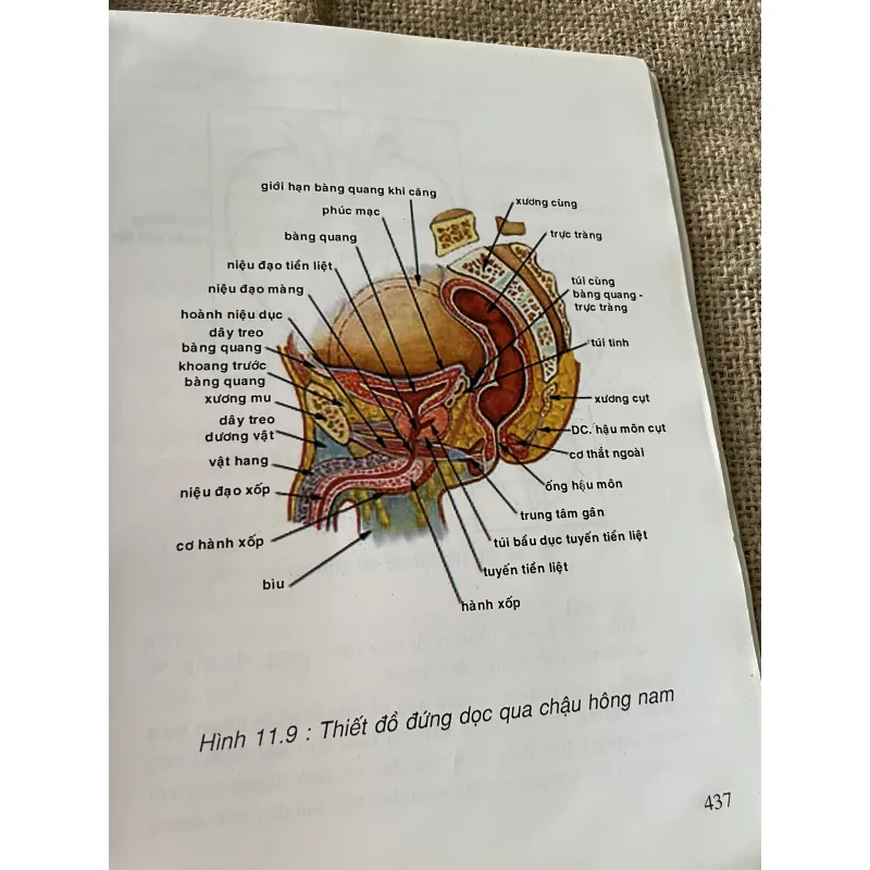 Giản yếu Giải phẫu người -NGUYỄN QUANG QUYỀN,PHẠM ĐĂNG DIỆU NGUYỄN VĂN ĐỨC NGUYỄN V. CƯỜNG 792205