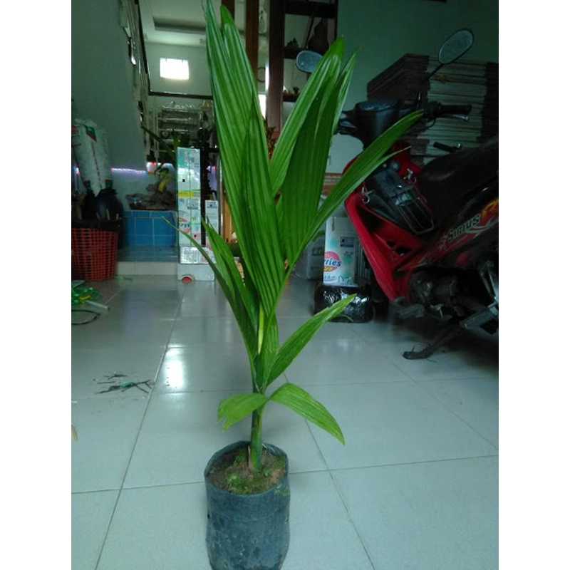 Cây cau ăn trái, cây giống, như hình ảnh 78132