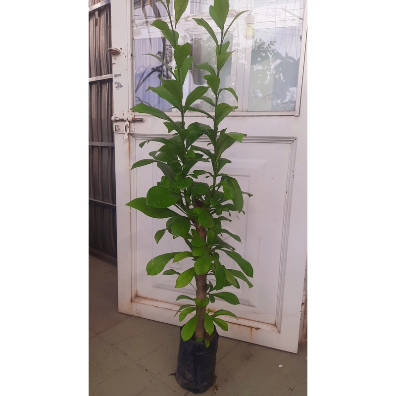 Cây đào tiên, cây như hình, chiều cao 60-80cm 502892