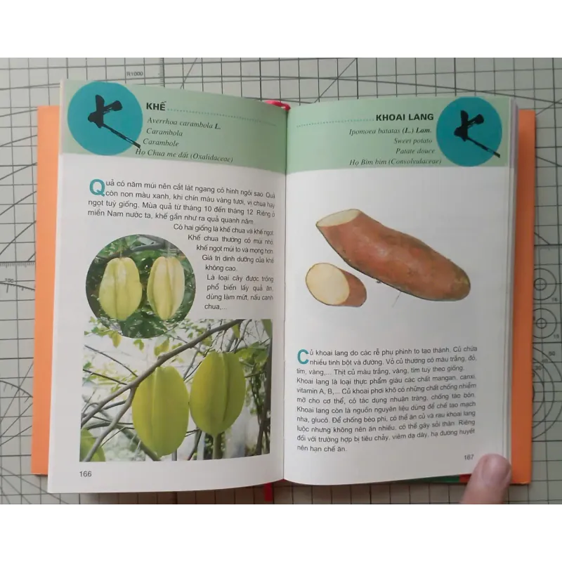 Từ điển tranh các loại củ quả - Lê Quang Long 1024376