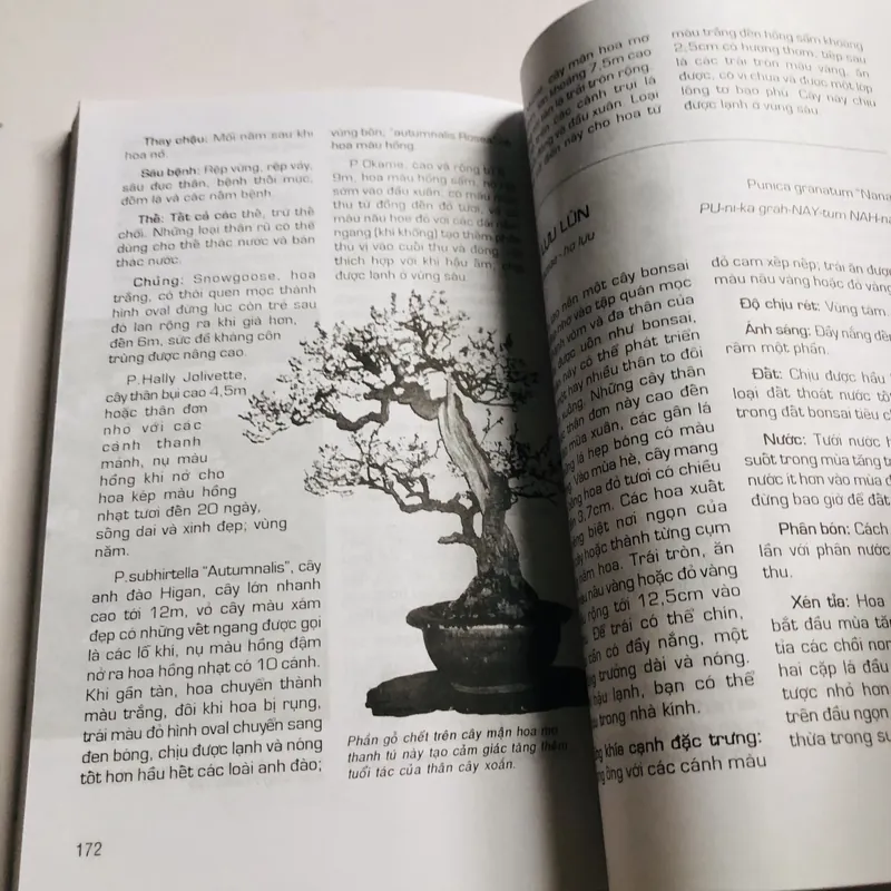 BONSAI CHO MỌI NHÀ 711666