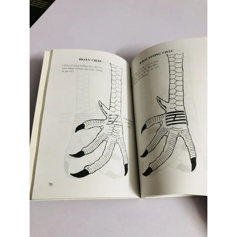 CÁCH CHỌN GÀ ĐÁ 726846