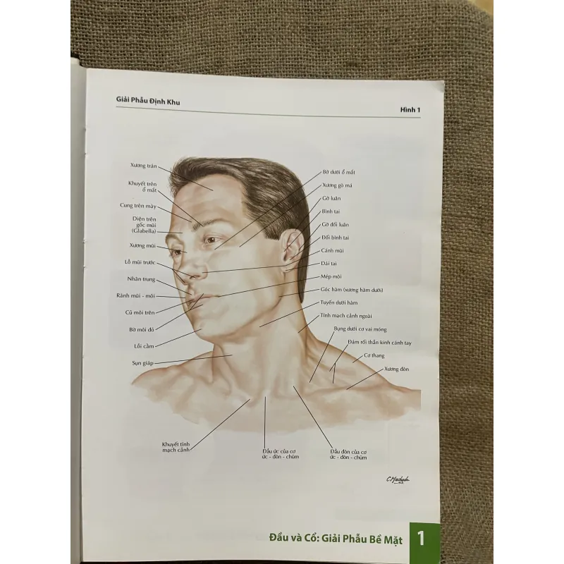 ATLAS GIẢI PHẪU NGƯỜI - FRANK H. NETTER, MD - sách dày, in màu  961604